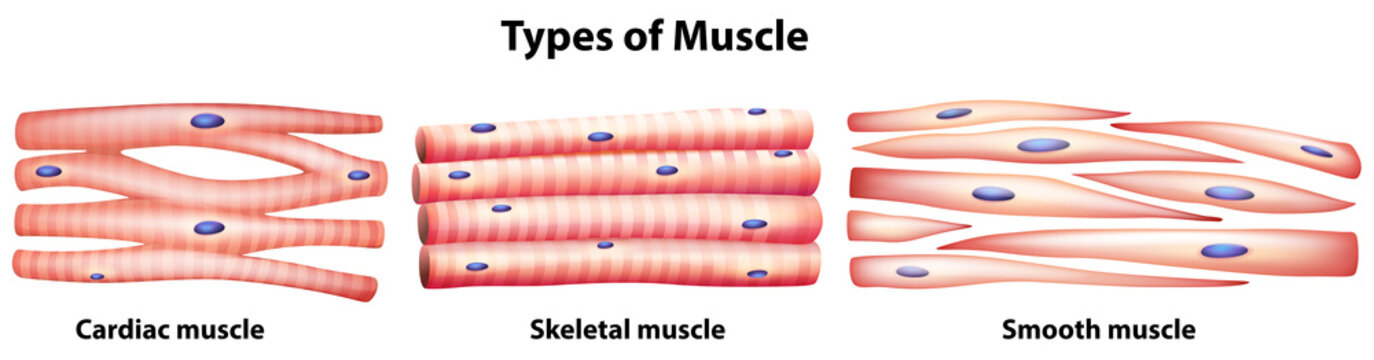 Types of muscles