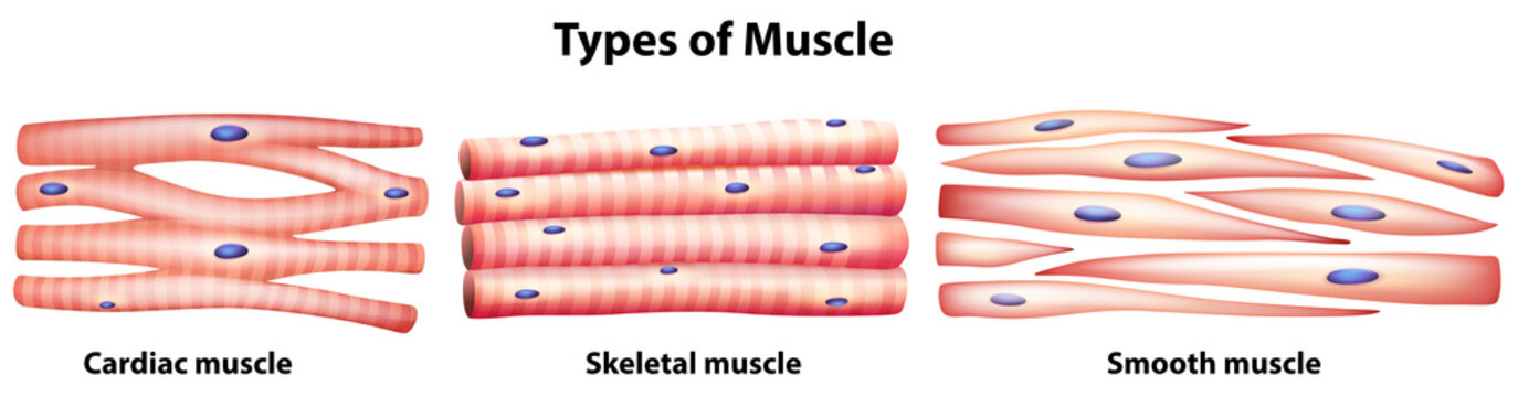 Smooth muscle tissue Cut Out Stock Images & Pictures - Page 3 - Alamy