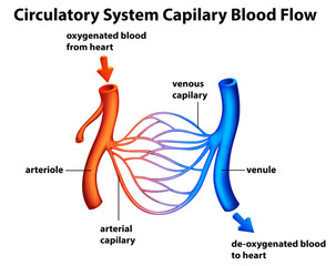 Circulatory System - Capilary blood flow