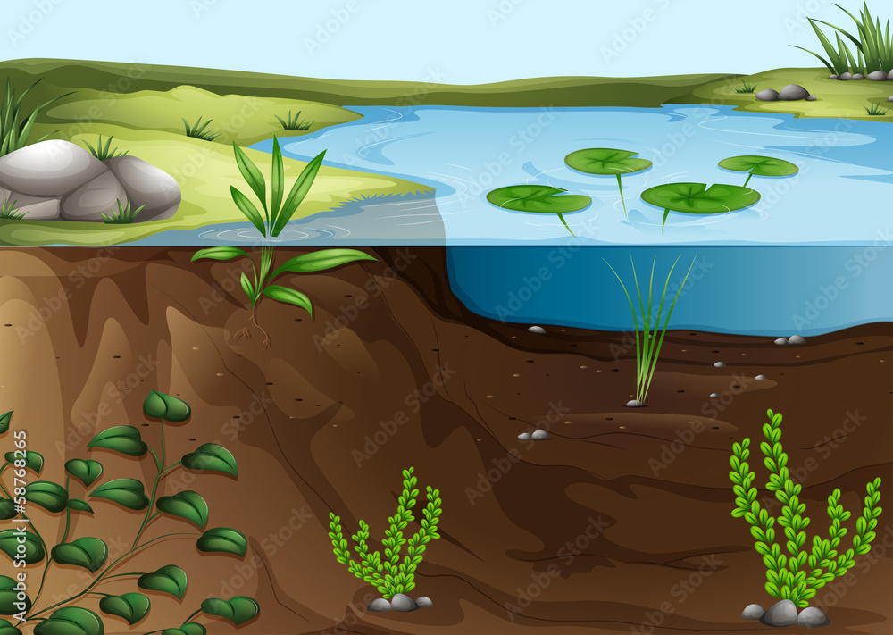 Wall mural A pond ecosystem