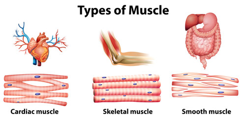 Types of muscle - obrazy, fototapety, plakaty