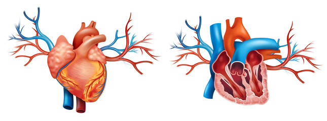 Interior and Anterior Anatomy of the heart