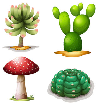 A mushroom and cacti