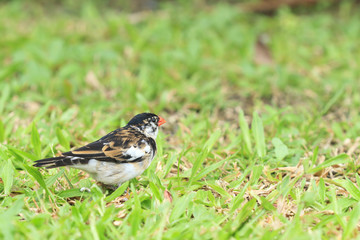 Shaft-tailed Whydah ,ฺBird on the grass
