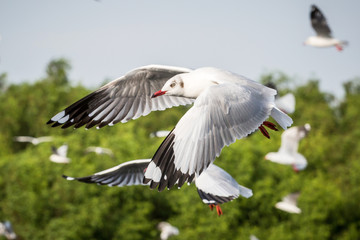 flying seagull