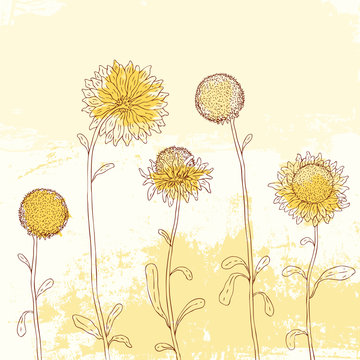 Yellow sunflower on Watercolor background.