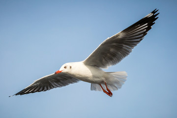flying seagull