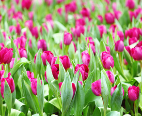 Purple tulips field