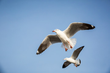 flying seagull