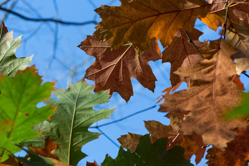 Herbstlaub vor blauem Himmel