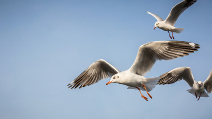 Fototapeta premium flying seagull