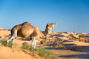 Dromadaire dans les dunes du Sahara - Tunisie
