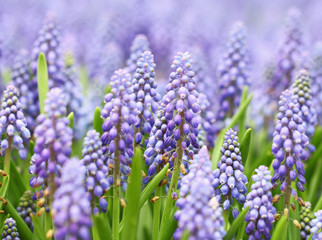 Fototapeta premium Purple muscari botryoides