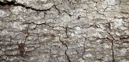 bark texture