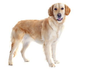Fototapeta premium golden retriever