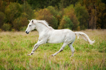 White horse running on the meadow in autumn