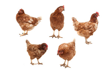 Chickens on a white background.