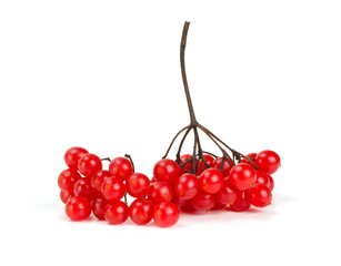red berries of viburnum isolated on white