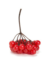 red berries of viburnum isolated on white