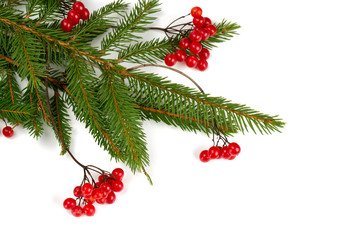 red berries of viburnum and pine twigs isolated on white