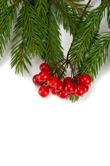 red berries of viburnum and pine twigs isolated on white