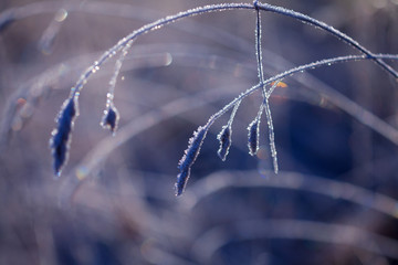 dead plantc in hoarfrost