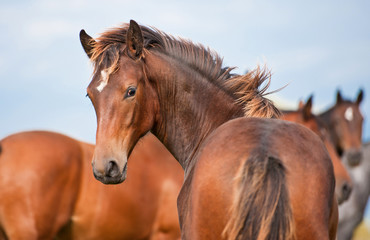 Fototapeta na wymiar Młody koń patrząc wstecz