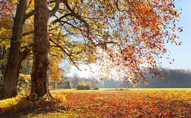 Fototapeta premium Autumn Landscape. The bright colors of autumn trees.