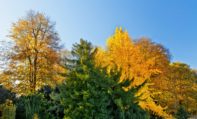 The bright colors of autumn trees.