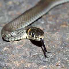Grass-snake