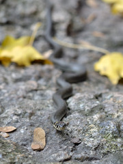 Grass-snake