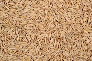 Oat seeds background