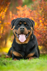 Portrait of rottweiler lying on the lawn