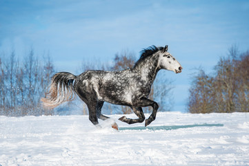 Fototapeta na wymiar Szary koń uruchomiony w zimie