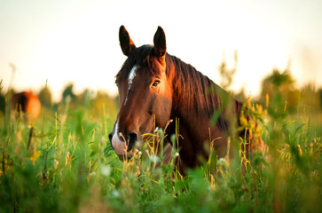 Fototapeta premium Koń gniady leżący na trawie w godzinach porannych