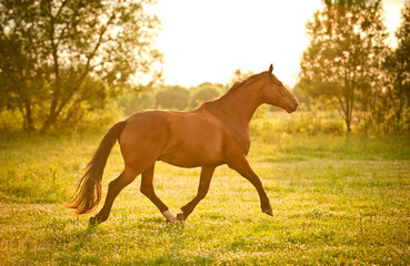 Beautiful bay horse running at field in summer