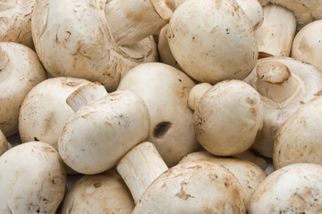 Champignon mushrooms