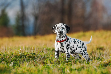 Dalmatian puppy standing on the field in autumn - obrazy, fototapety, plakaty