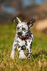 Dalmatian puppy running in the yard