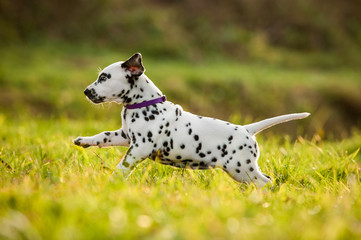 Dalmatian puppy playing in the yard