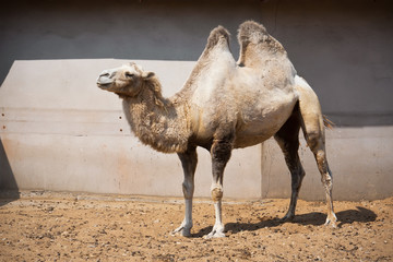 Camel