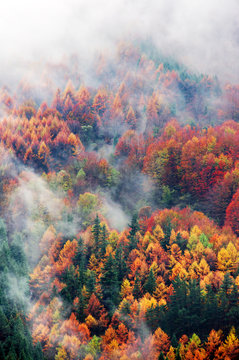 Fototapeta aerial view of forest in autumn with fog and vivid colors