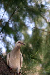 Portrait of a Pigeon