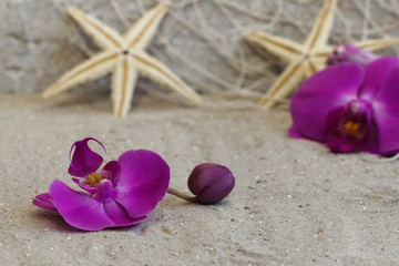 Fototapeta na wymiar Orchideen mit Seesternen