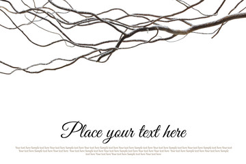 Branch covered with snow isolated on white background