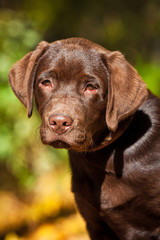 Portrait of little labrador puppy in the park in autumn