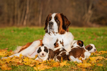 Saint bernard dog with puppies in autumn © Rita Kochmarjova