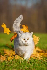 Foto op Aluminium British short-hair cat and leaf fall in autumn © Rita Kochmarjova