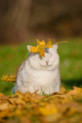 British short-hair cat and leaf fall in autumn