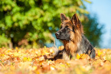 German shepherd dog lying on leaves in autumn